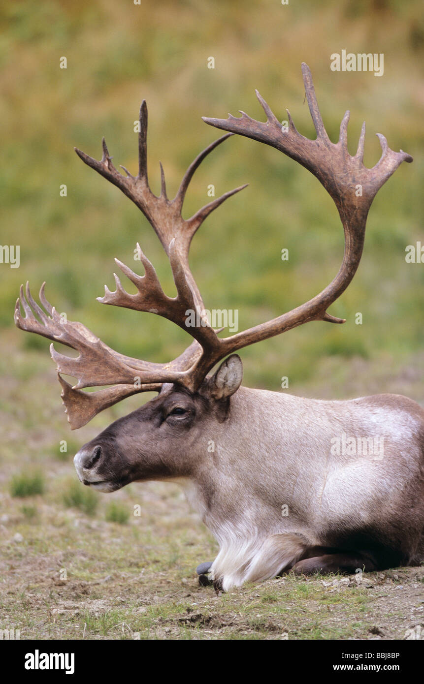 Karge Boden Caribou - Bull / Rangifer Tarandus Groenlandicus Stockfoto