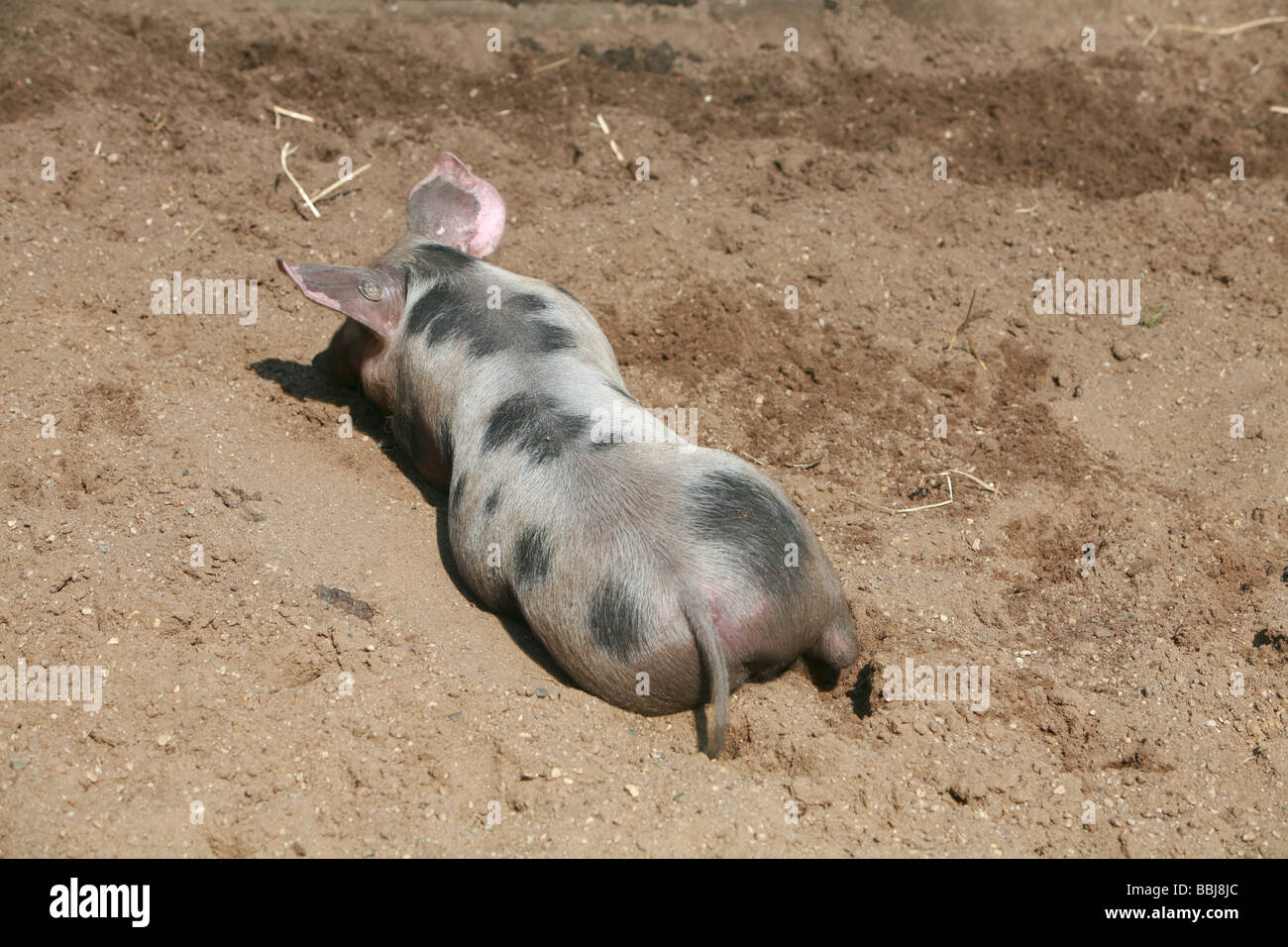 Bentheim Black Pied - liegend Stockfoto