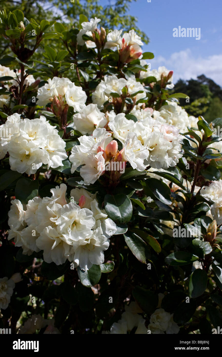 Rhododendron 'Cremig Chiffon' Stockfoto