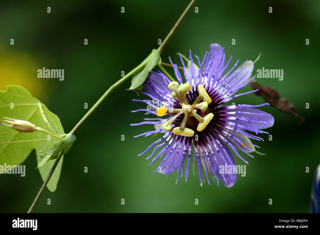 Passionsfrucht blaue Blüte Stockfoto