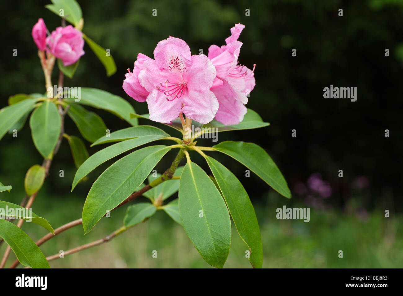 Rhododendron 'Rosa Perle' Stockfoto