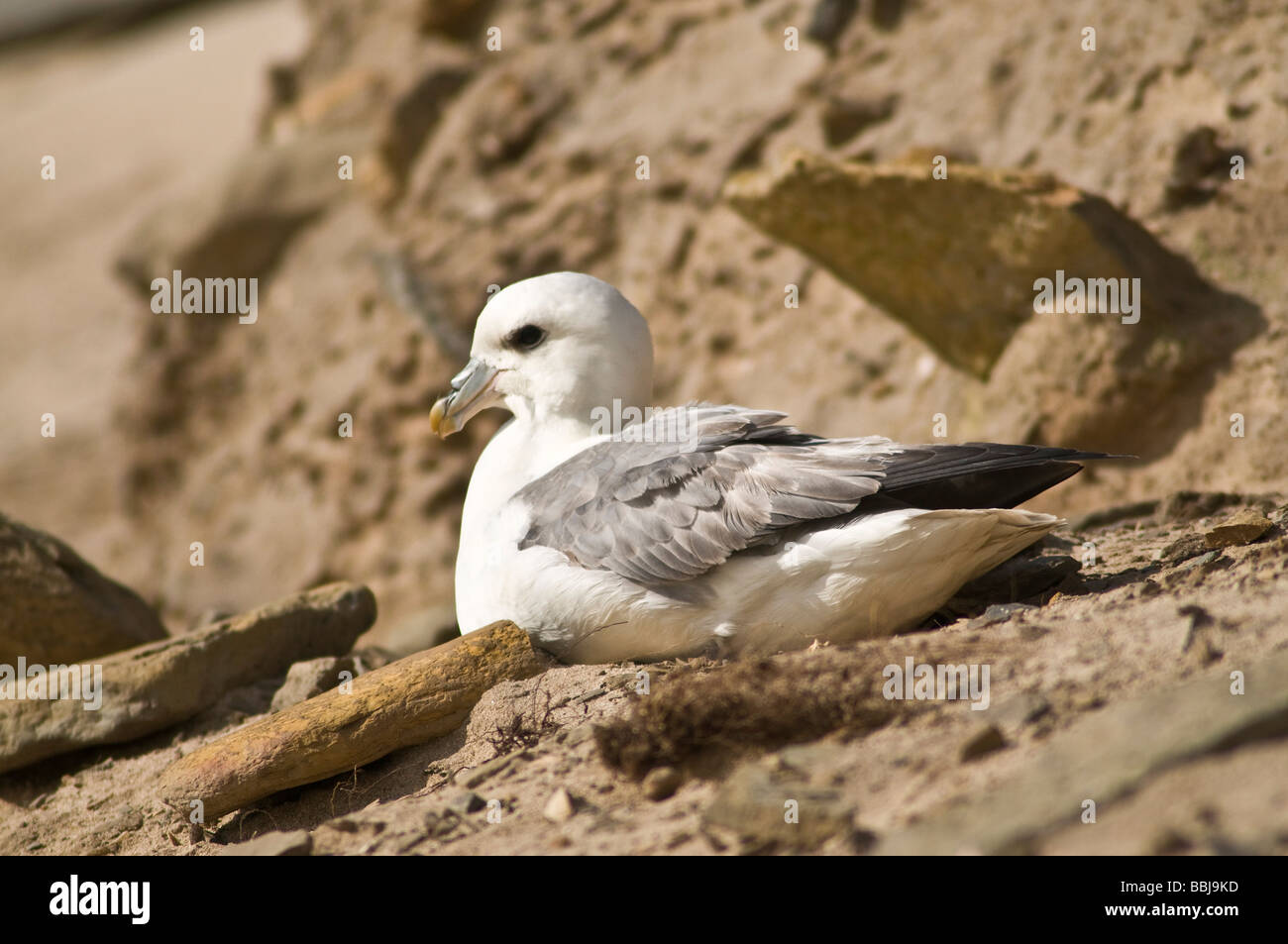 Dh Eissturmvogel VOGEL DE Vogel eingebettet auf Sandstrand bank Orkney wildlife British seabird Schottland Stockfoto