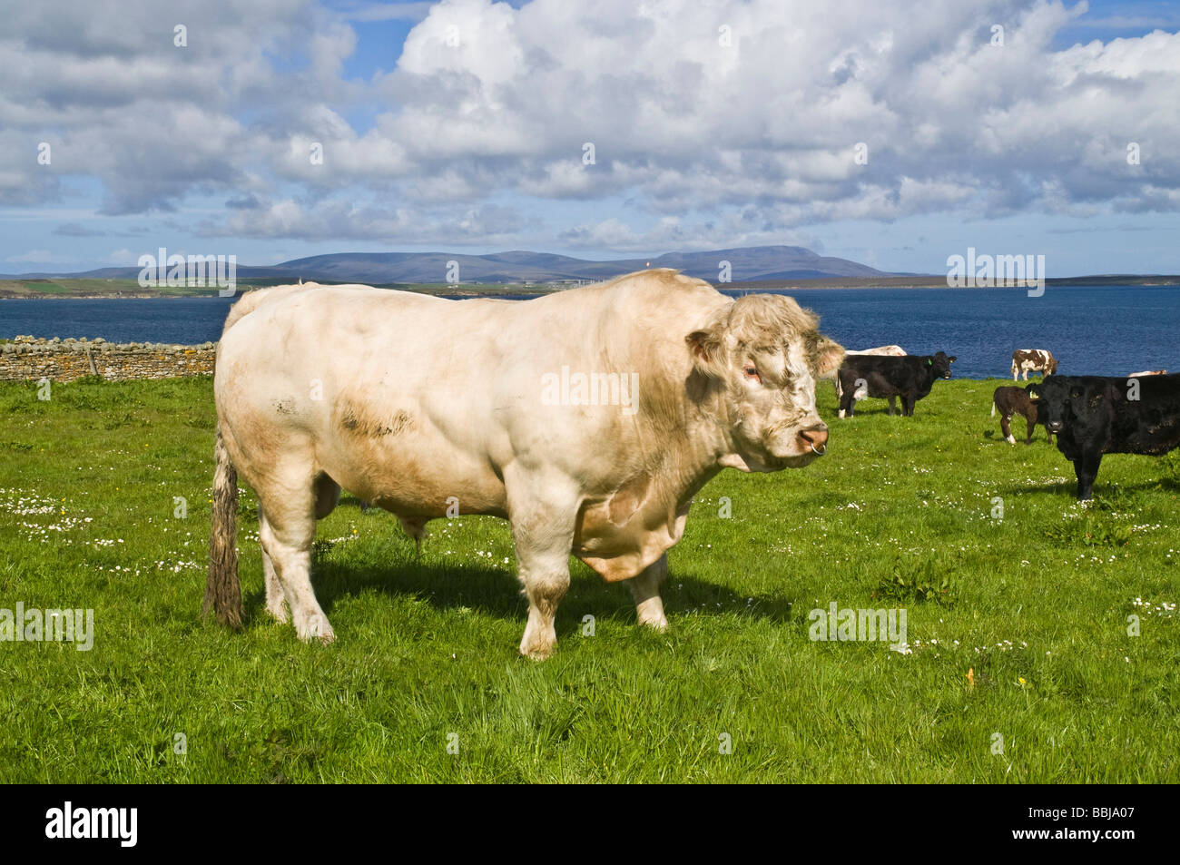 dh Charolais Rind Stier Seite RINDER VIEH UK NUTZTIERE Gemischte Herde Kühe Rinder britisches landwirtschaftliches Tier schottland Stammbaum Stockfoto
