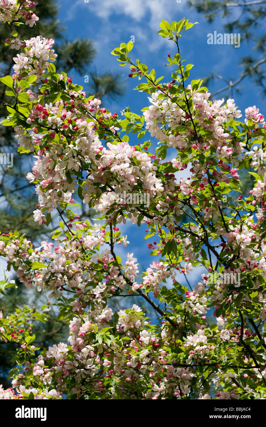 Malus Floribunda - japanischen Krabbe Stockfoto