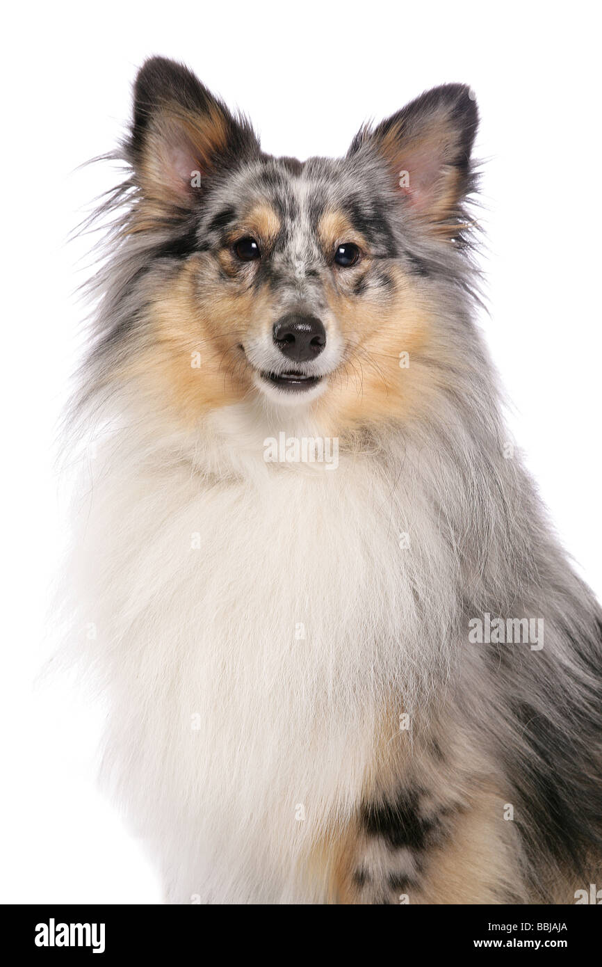 Sheltie Hund - Porträt - Ausschneiden Stockfoto