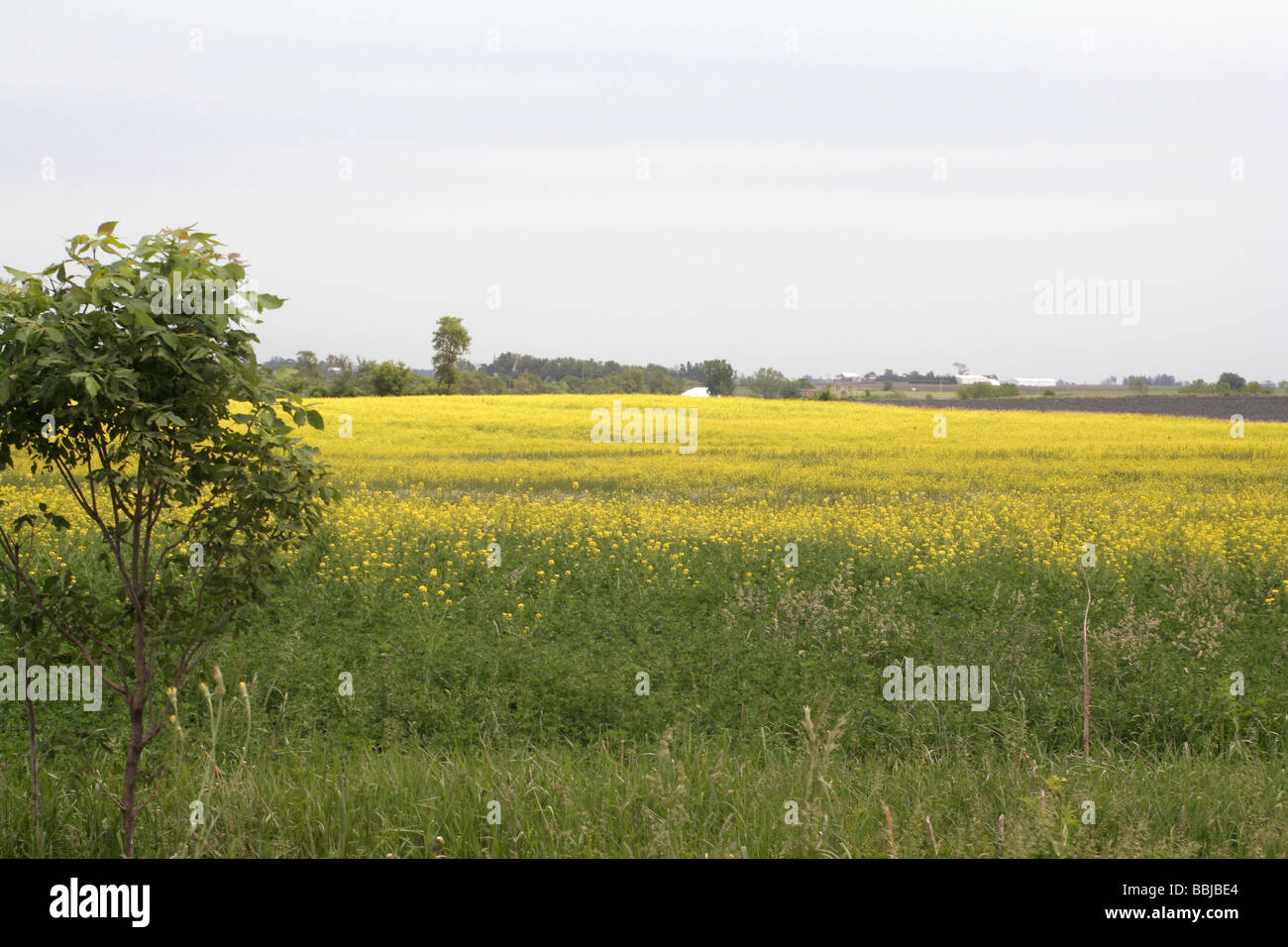 Leuchtend gelbes Feld der Senf blüht Stockfoto