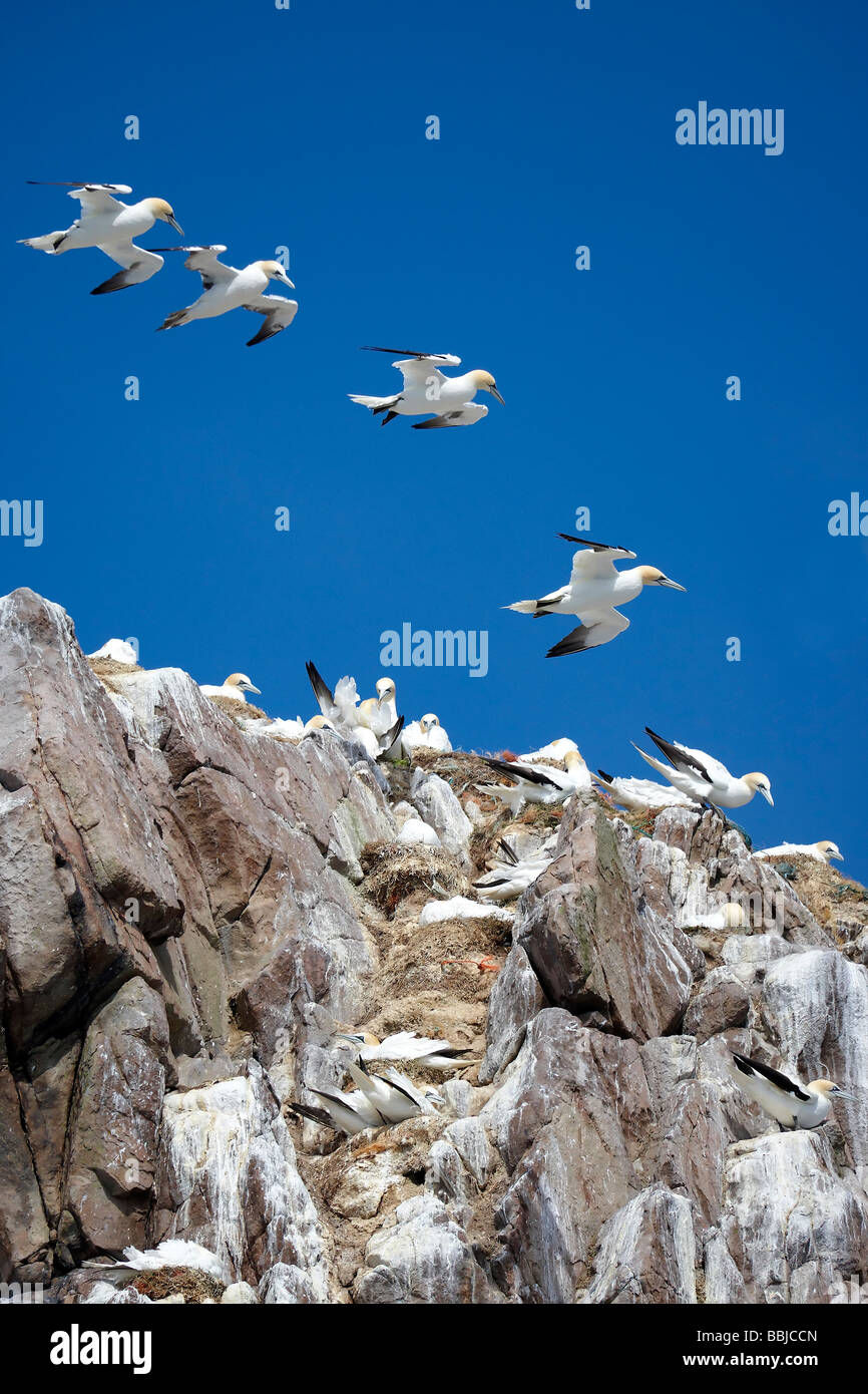 Tölpel (Sulidae) fliegen über Klippen, Irland Stockfoto