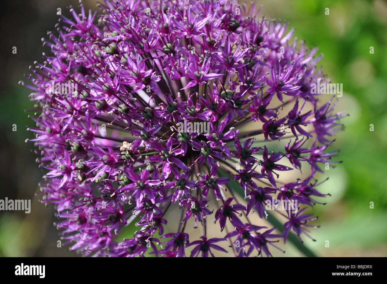 Blume lila Zwiebel Allium Globemaster Stockfoto