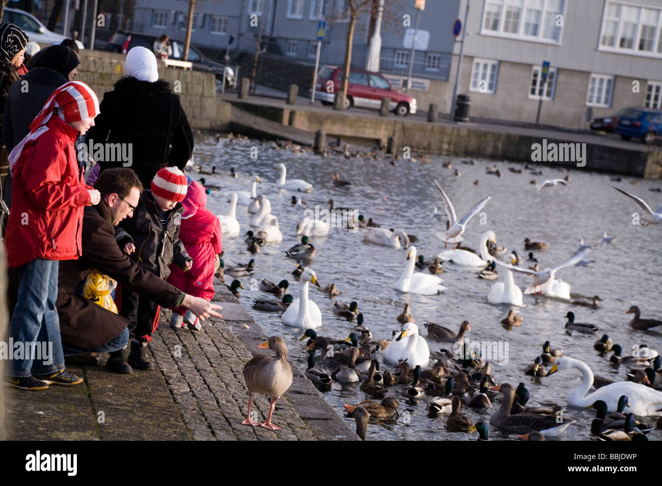Menschen, die Vögel zu füttern.  Lake Tjörnin, Innenstadt von Reykjavik Island. Stockfoto