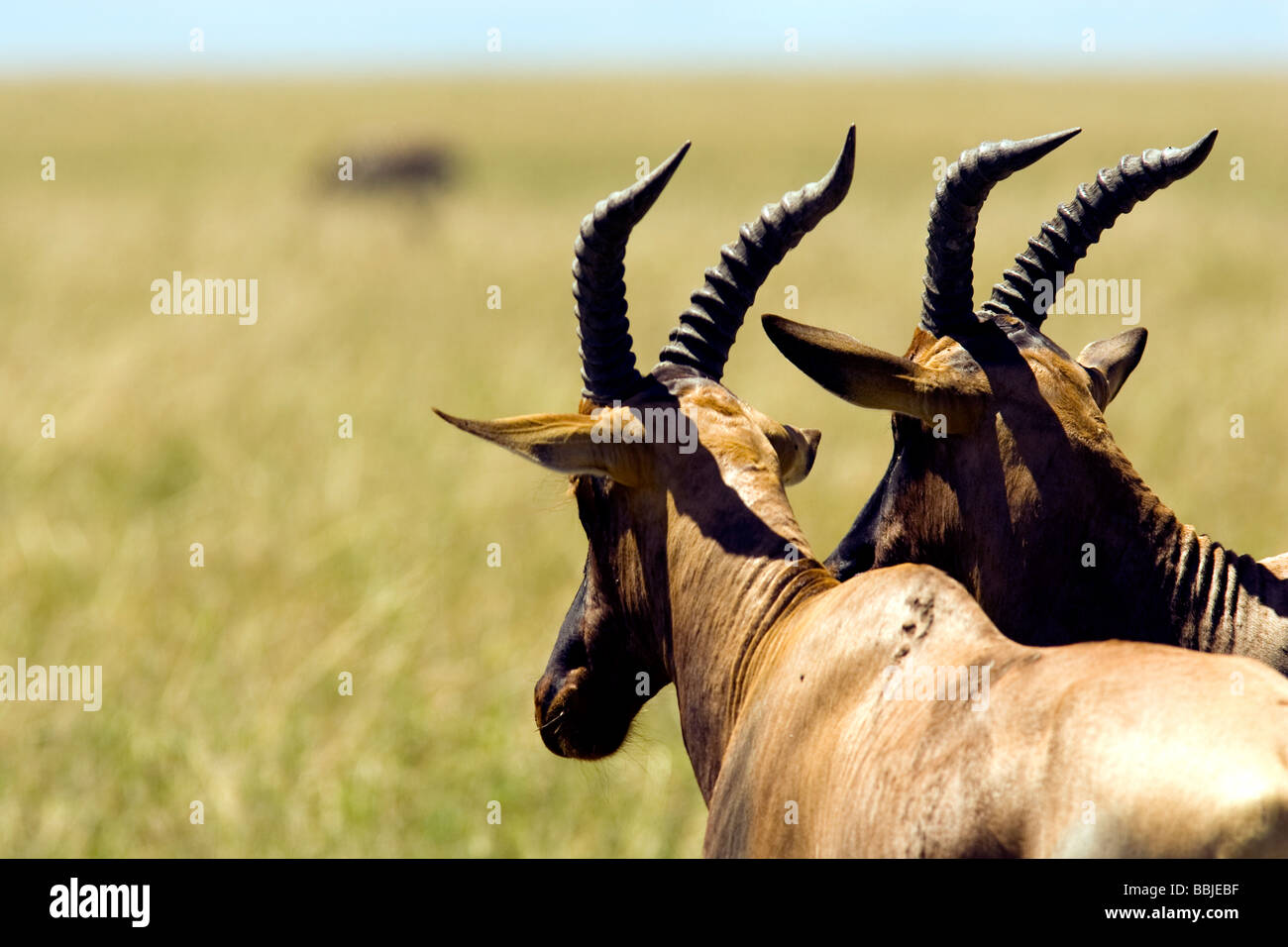 Zwei Topi suchen Sie in der Ferne - Masai Mara National Reserve, Kenia Stockfoto