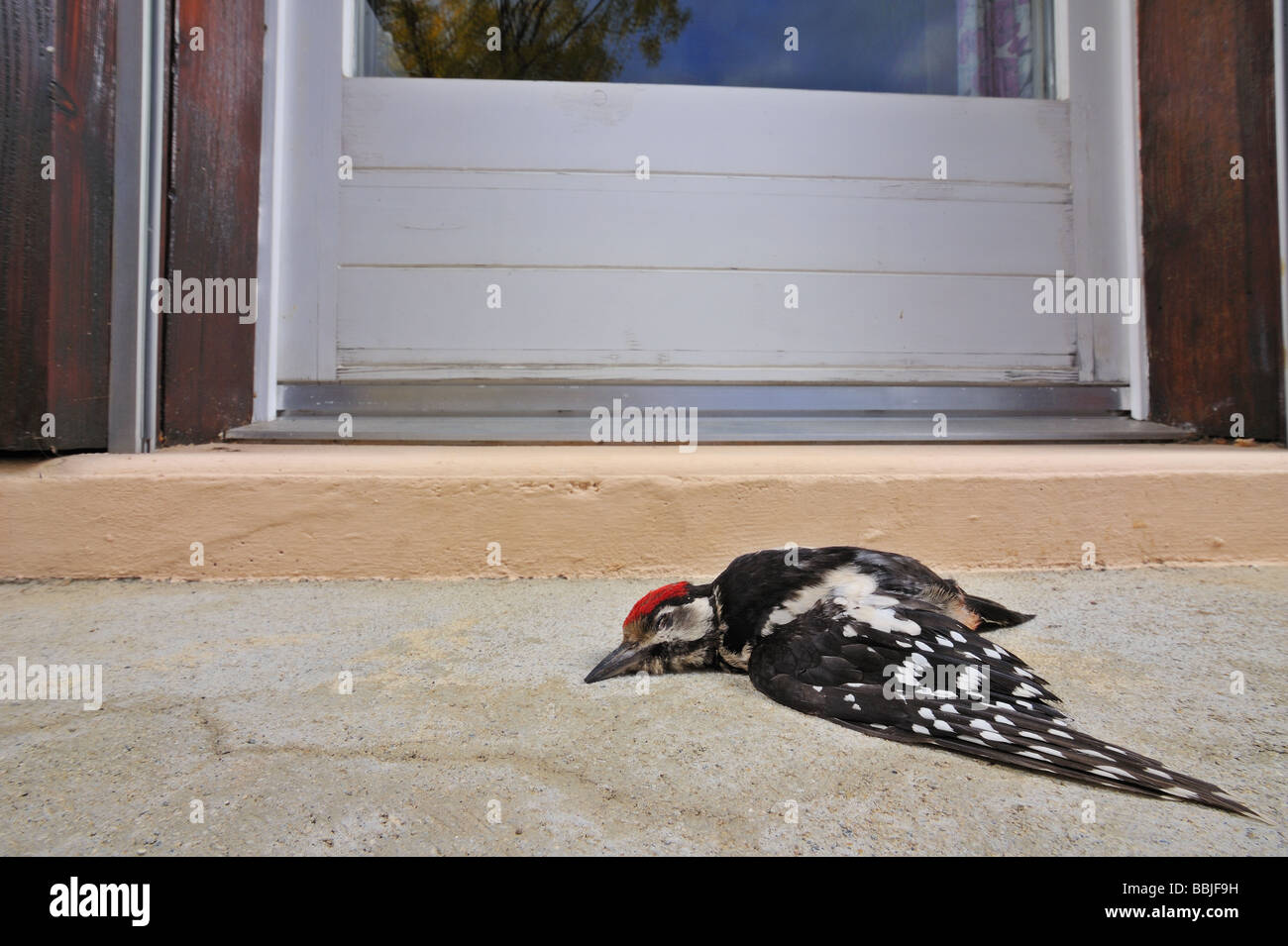 Leiche von einer juvenilen Buntspecht, Dendrocopos major, unter einem Fenster liegen. Stockfoto