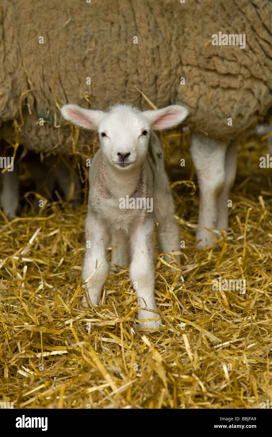 Ein Baby Lamm stehend mit seiner Mutter Stockfoto