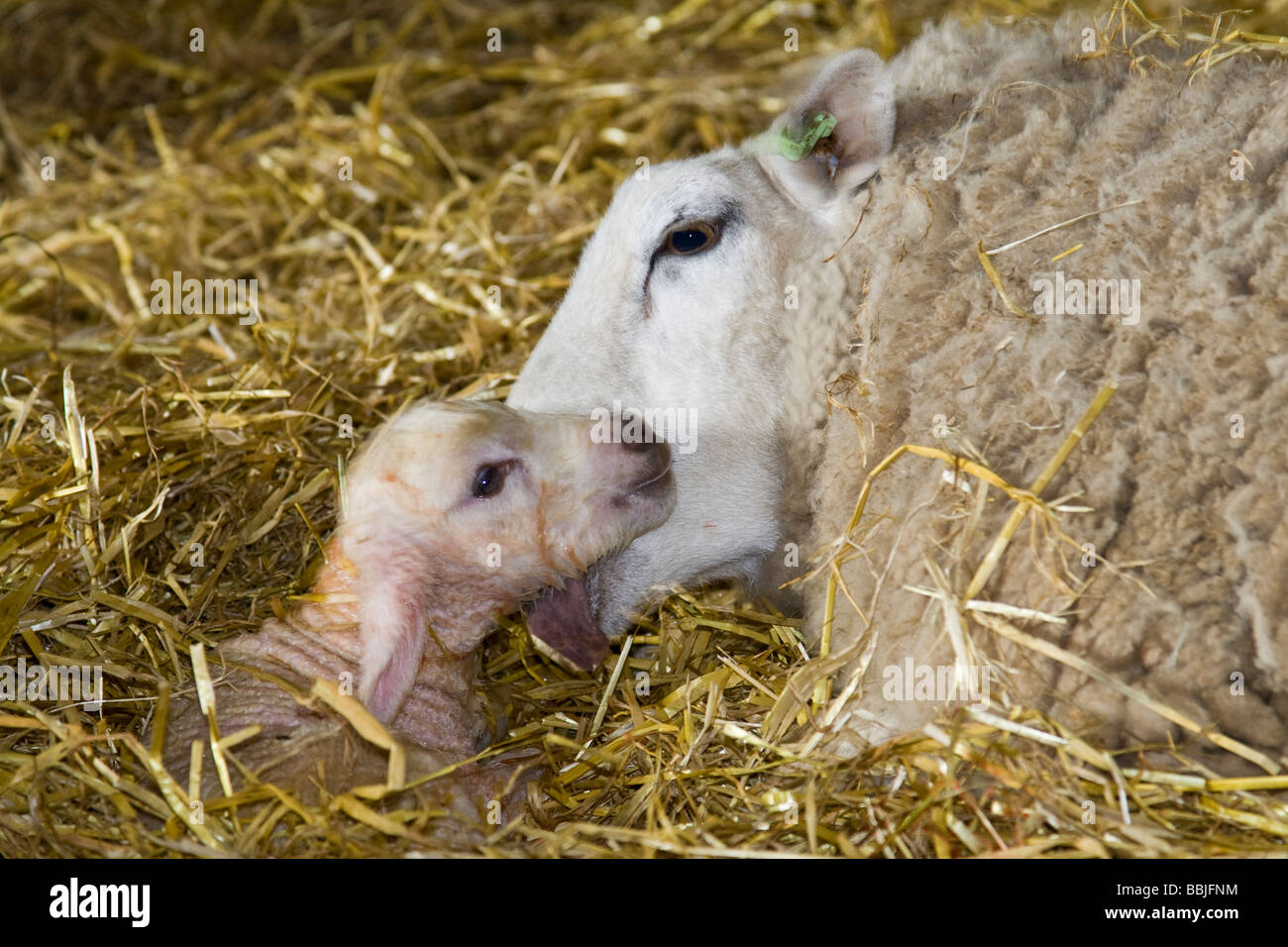 Einem neugeborenen Lamm mit seiner Mutter Stockfoto