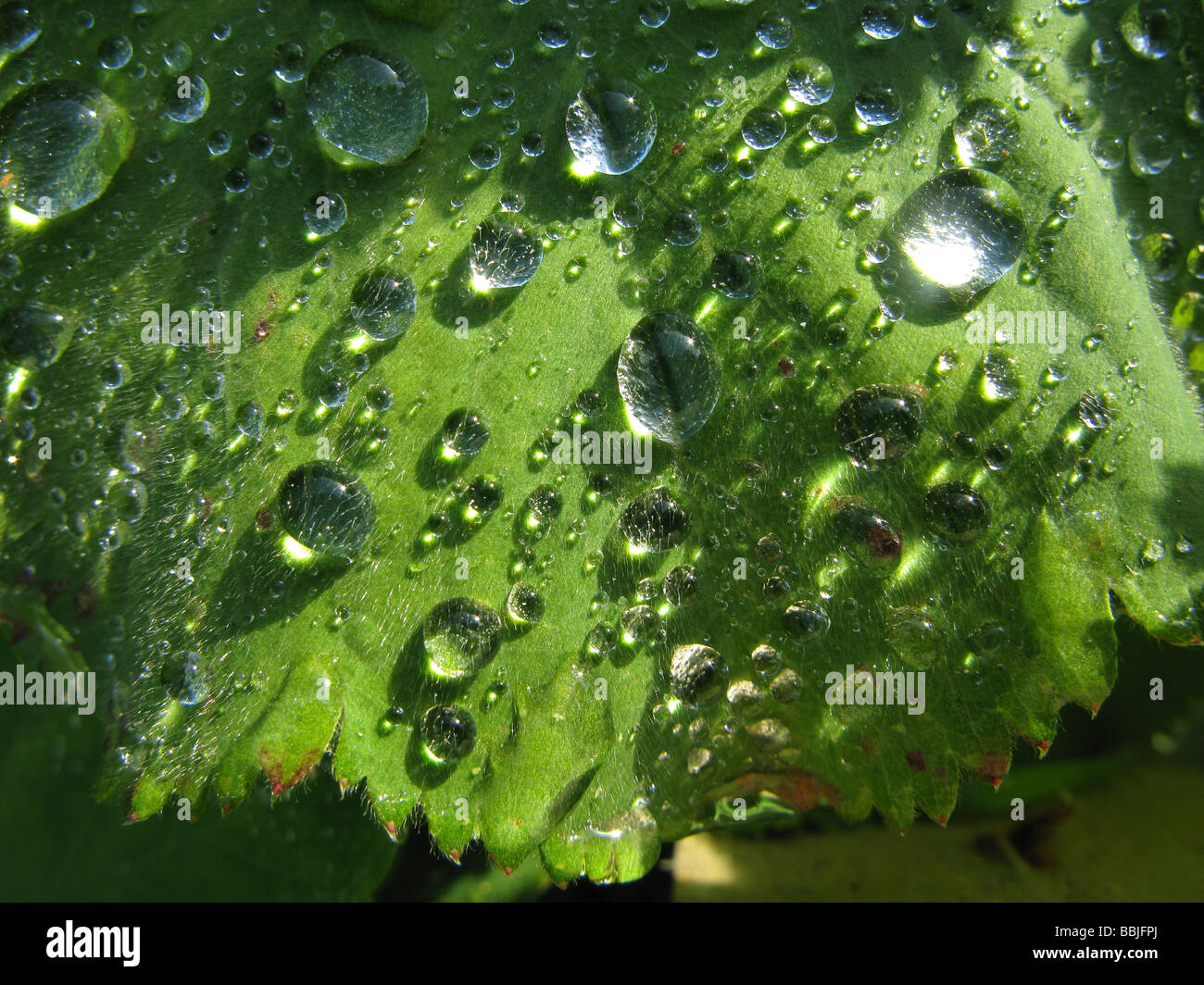 Wassertropfen auf den Blättern von Alchemilla mollis Pflanze, besser als's Garden Dame Mantel bekannt Stockfoto