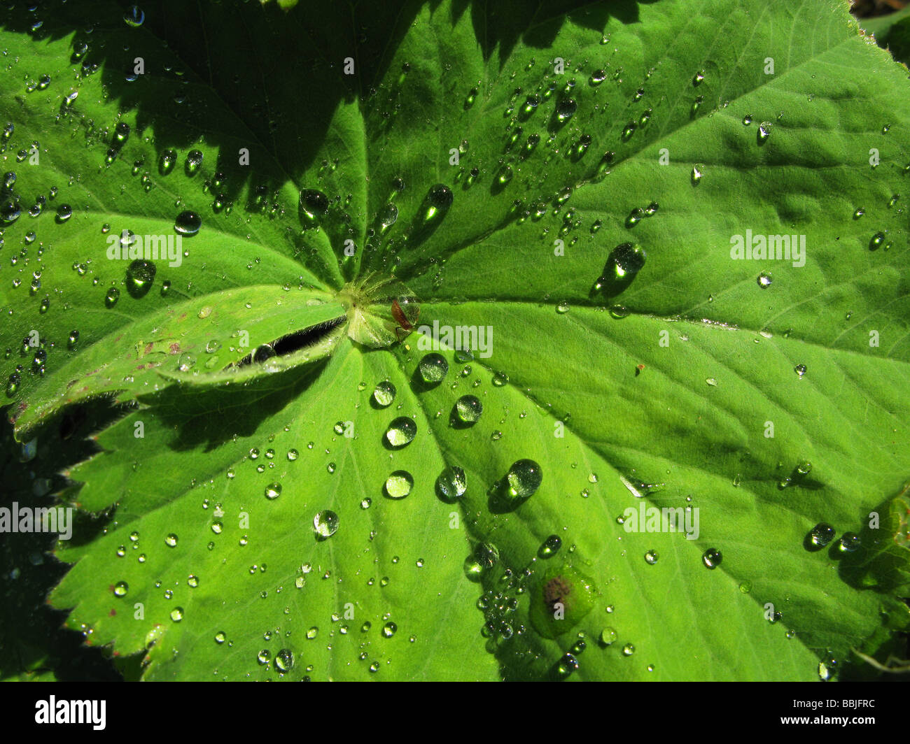 Wassertropfen auf den Blättern von Alchemilla mollis Pflanze, besser als's Garden Dame Mantel bekannt Stockfoto