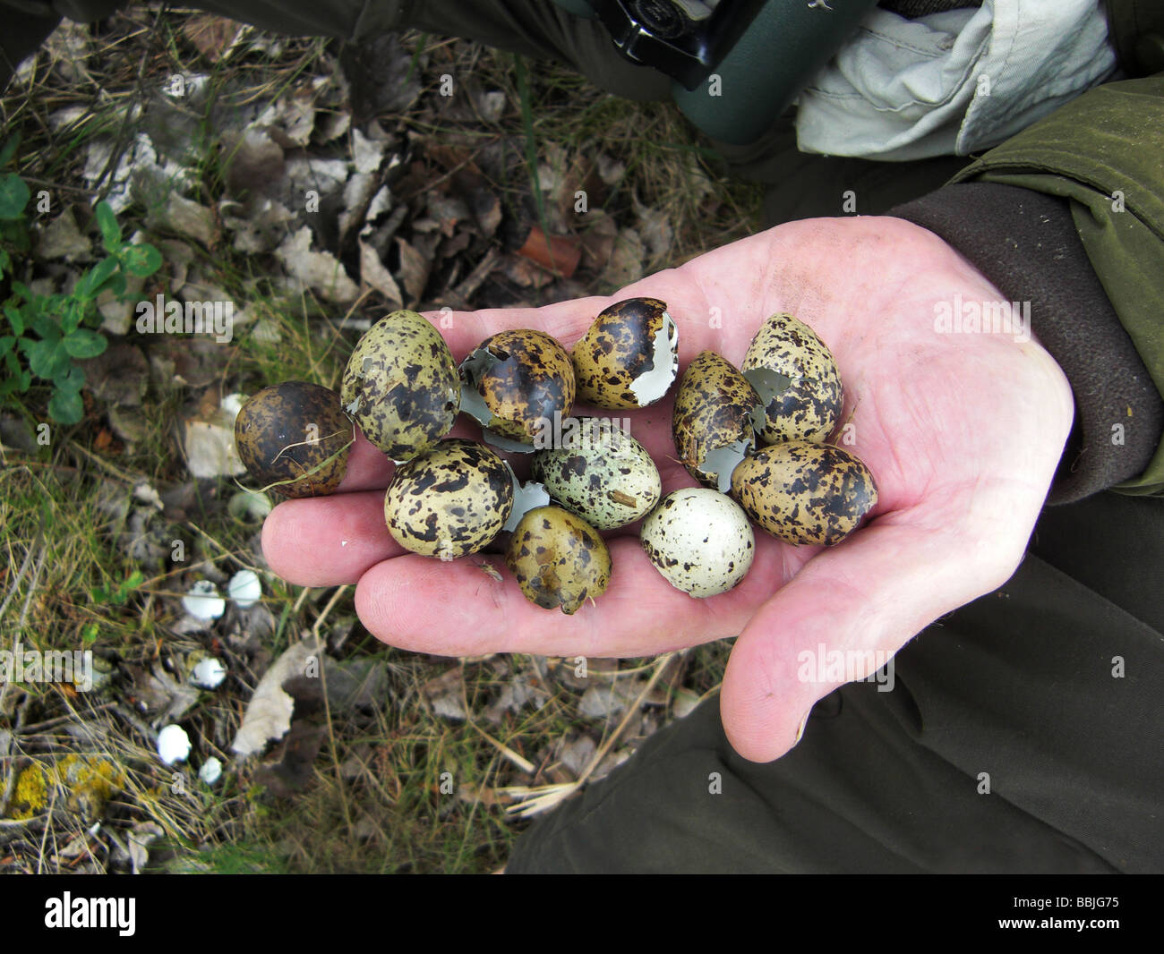 Vordatierte Eiern von White-winged schwarz Seeschwalbe (Chlidonias Leucopterus) und Watvögel (Charadriiformes) am Rand des Sumpf gefunden. Stockfoto