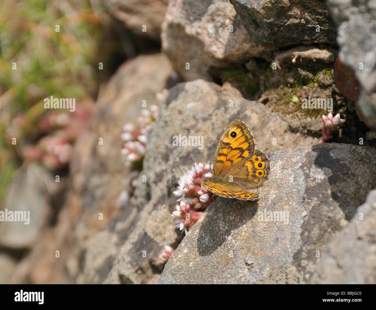 Wand braun Schmetterling Lasiommata Megera ruht auf einer Wand in Cornwall Stockfoto