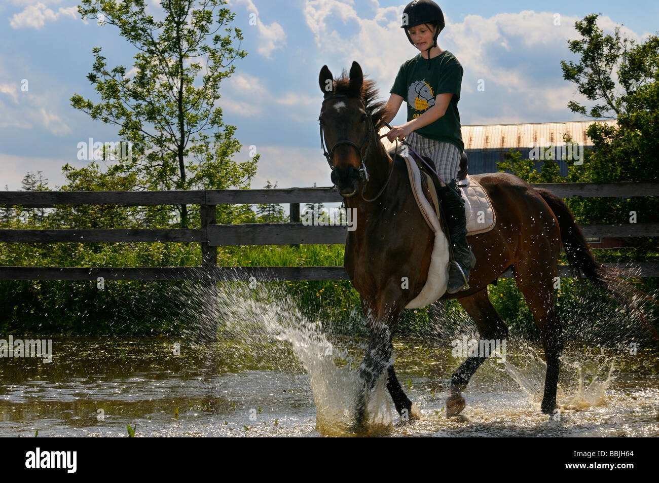 Junge Fahrer durch einen Teich auf eine Bucht Vollblut Pferd Ontario Stockfoto