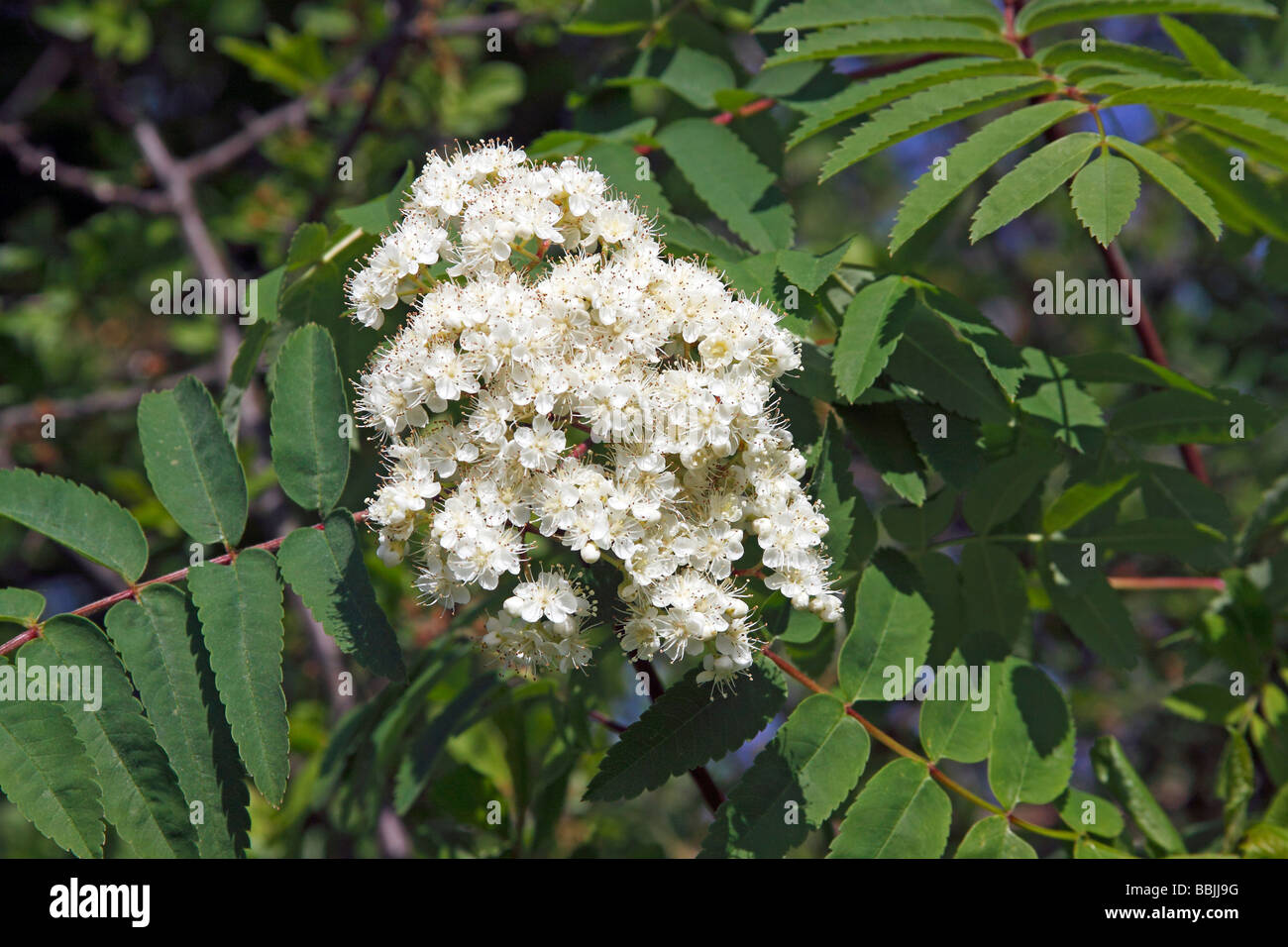 Blühende Europäische Rowan, Eberesche, Blätter und Blüten (Sorbus Aucuparia) Stockfoto