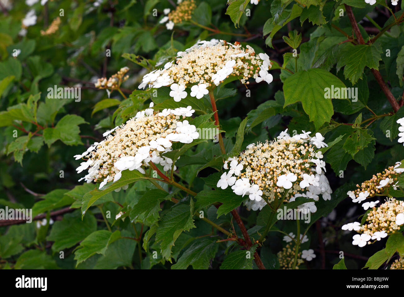 Blühende Snowball Baum, Europäische Cranberrybush, Guelder Rose, Elder Wasser, giftige Pflanze Cramp Bark (Viburnum Opulus) Stockfoto