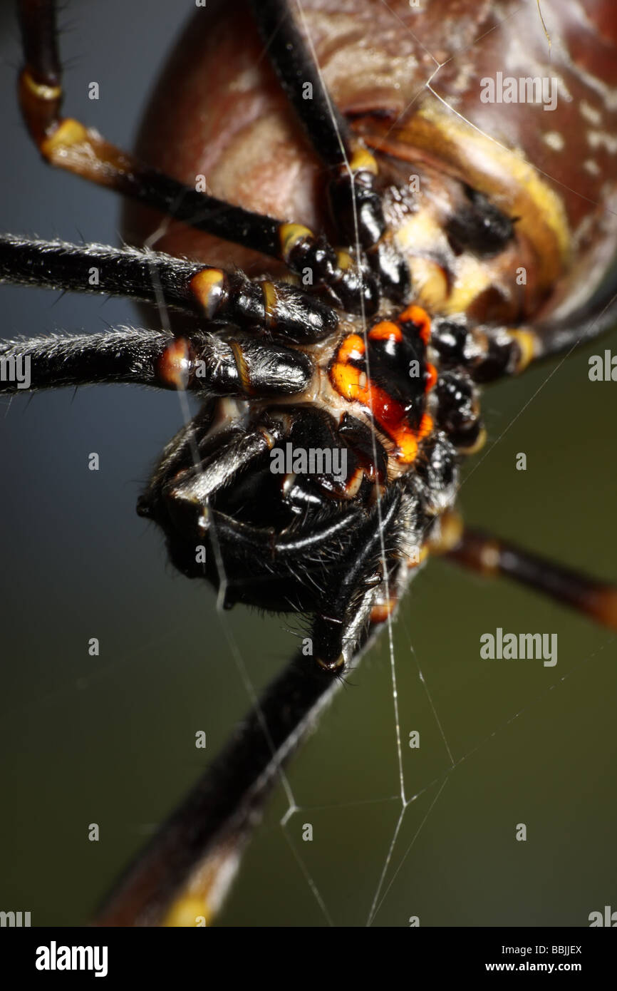 BI beängstigend Spider Stockfoto