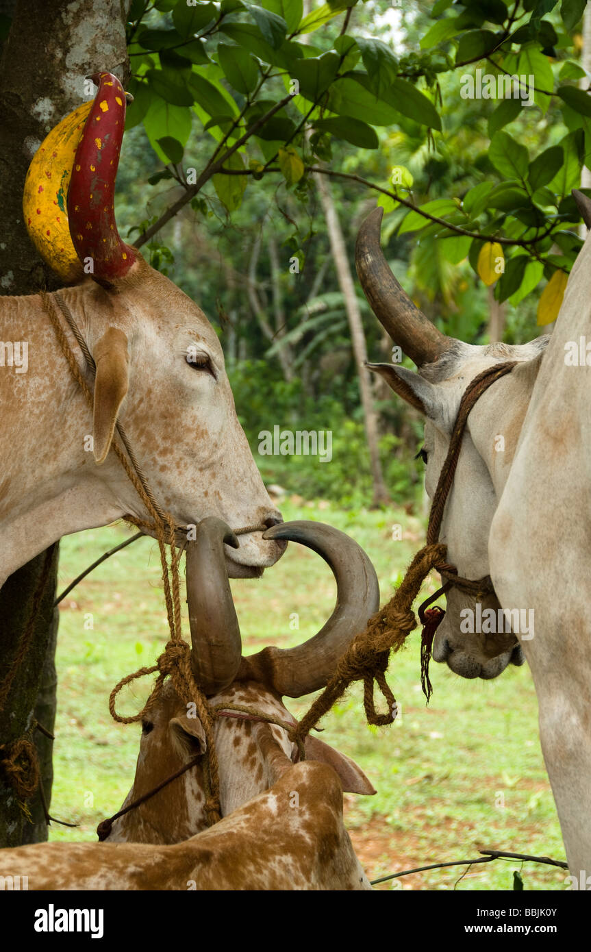 Hausrind (Bos Primigenius F. Taurus), Ochse Stockfoto