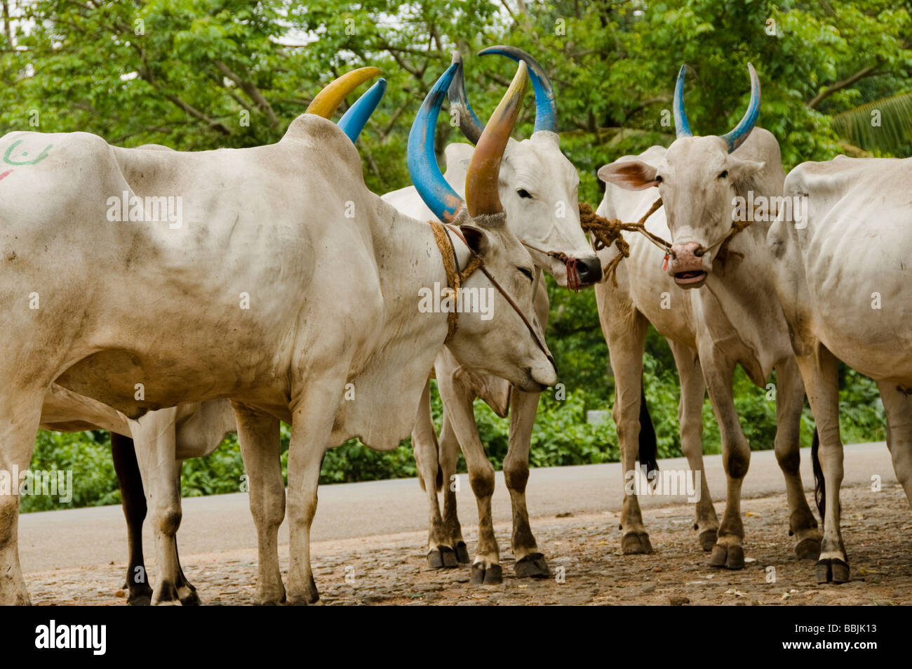 Hausrind (Bos Primigenius F. Taurus), Ochse Stockfoto