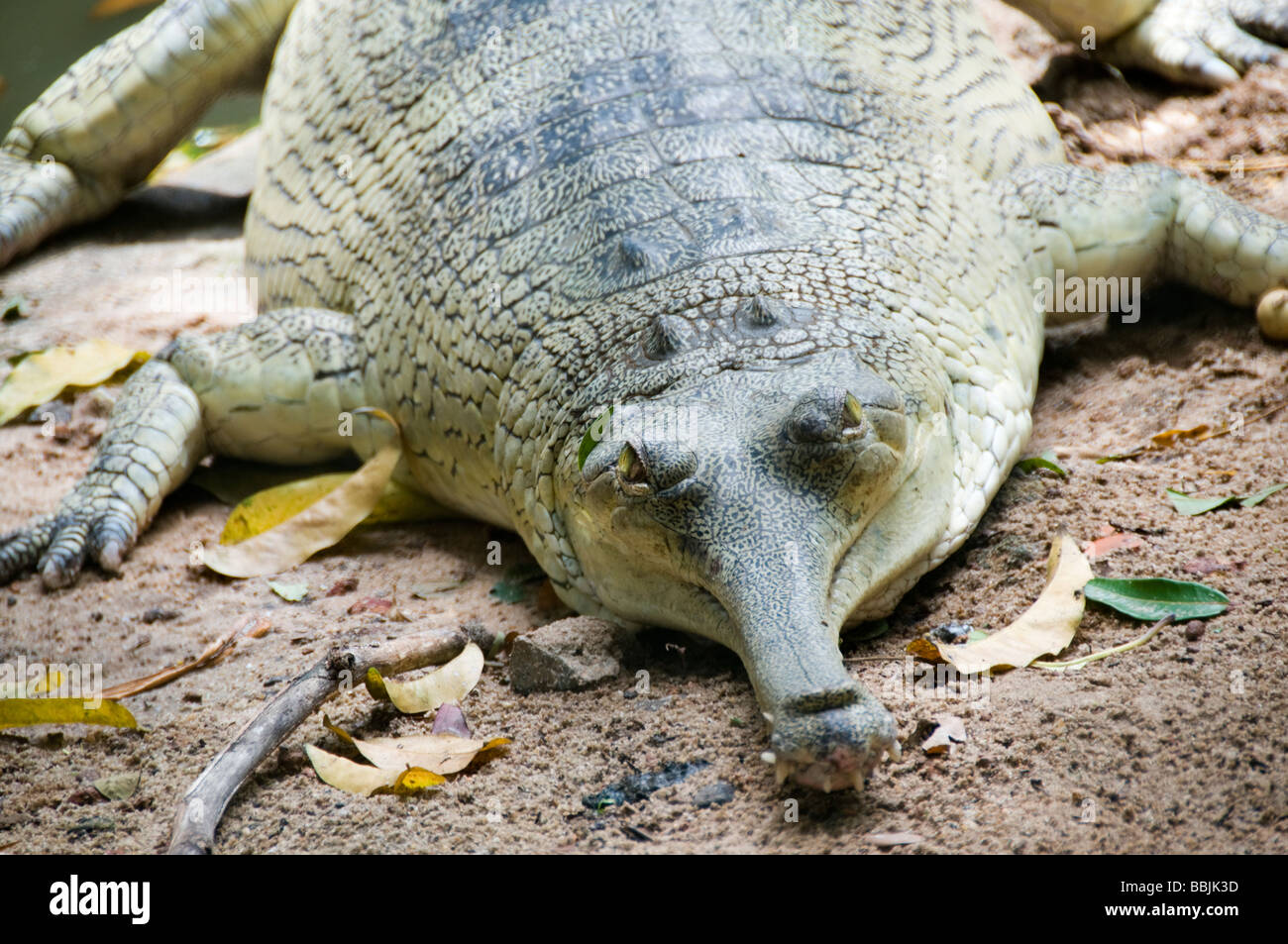 Indische Gharial Stockfoto