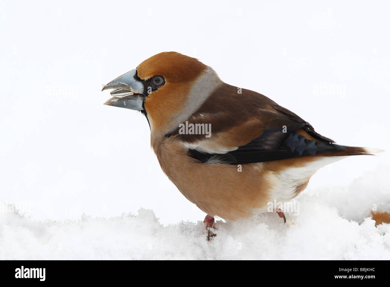 Kernbeißer im Schnee / Coccothraustes Coccothraustes Stockfoto