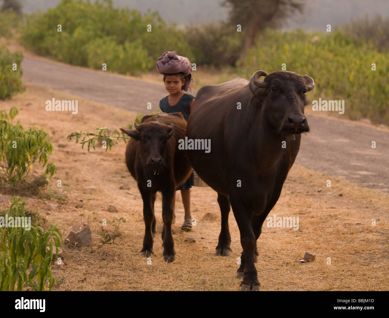 Kinder hüten, Kuh und Kalb in Indien Stockfoto