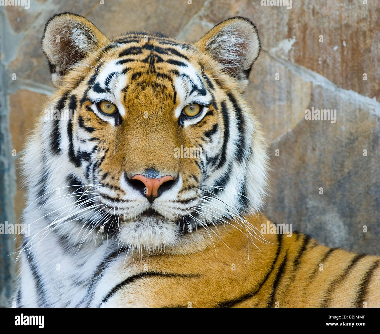 Porträt des großen Tiger auf Steinmauer Hintergrund hautnah Stockfoto