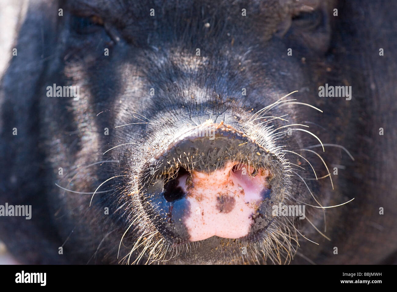 Schuss der schwarzen vietnamesischen Schwein s Nase hautnah Stockfoto