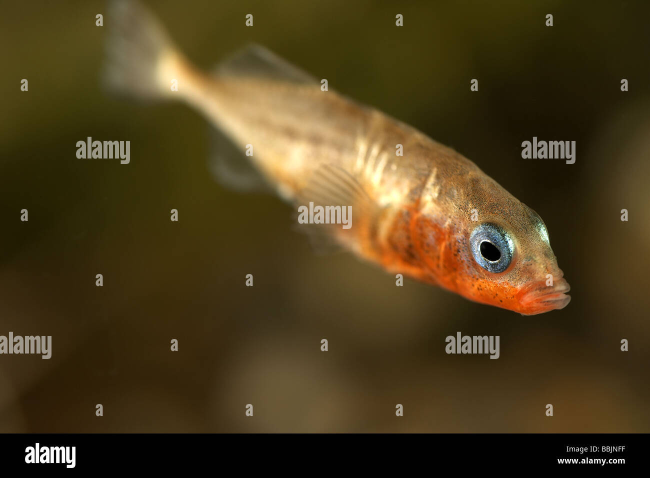 Männliche drei spined Stichling Gasterosteus Aculeatus in der Zucht zeigt die charakteristischen Farben blaue Augen und roten Körper Stockfoto