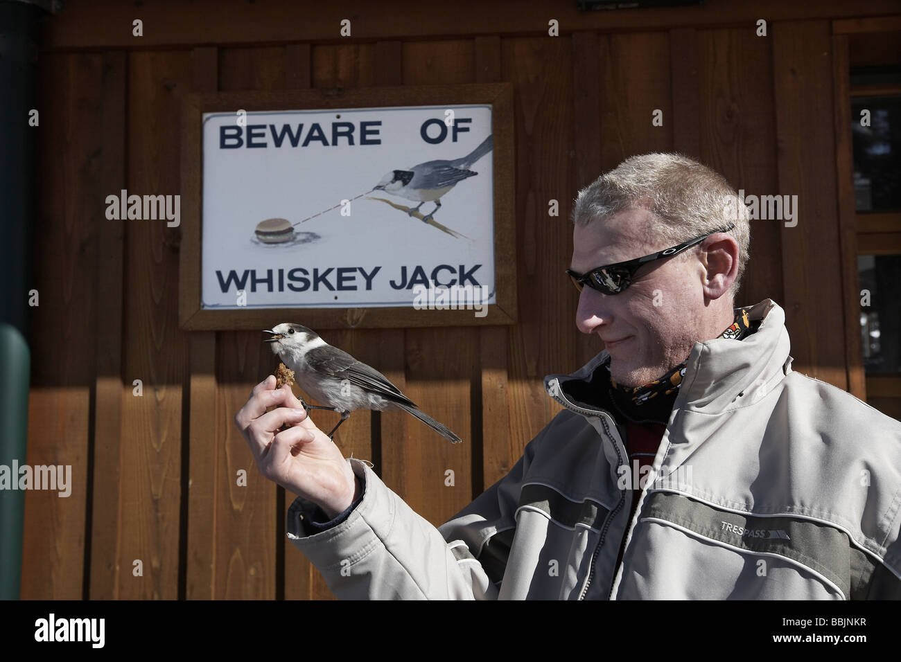 Whiskey Jack oder grau Jay Nahrungsaufnahme aus einer Hand vor einem Achtung dieser Vögel unterzeichnen am Whistler Mountain Stockfoto