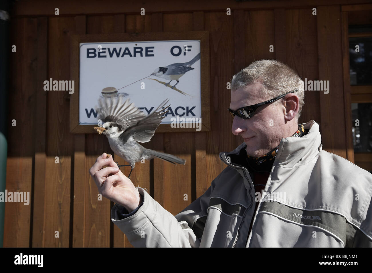 Whiskey Jack oder grau Jay Nahrungsaufnahme aus einer Hand vor einem Achtung dieser Vögel unterzeichnen am Whistler Mountain Stockfoto