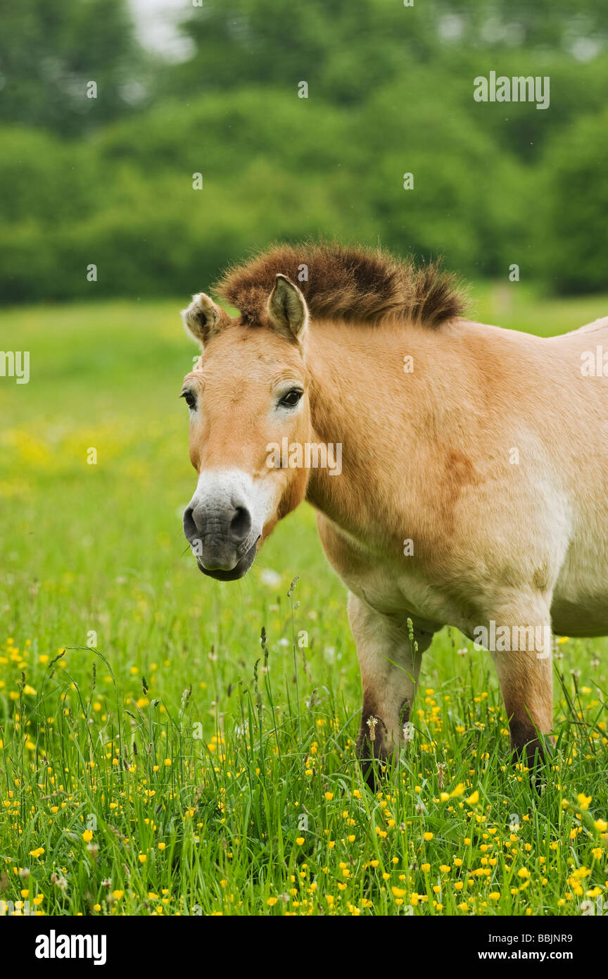 Przewalski Pferd (Equus Przewalskii) Stockfoto