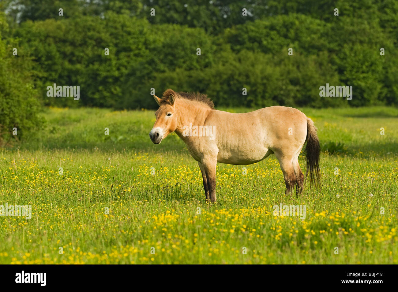 Przewalski Pferd (Equus Przewalskii) Stockfoto