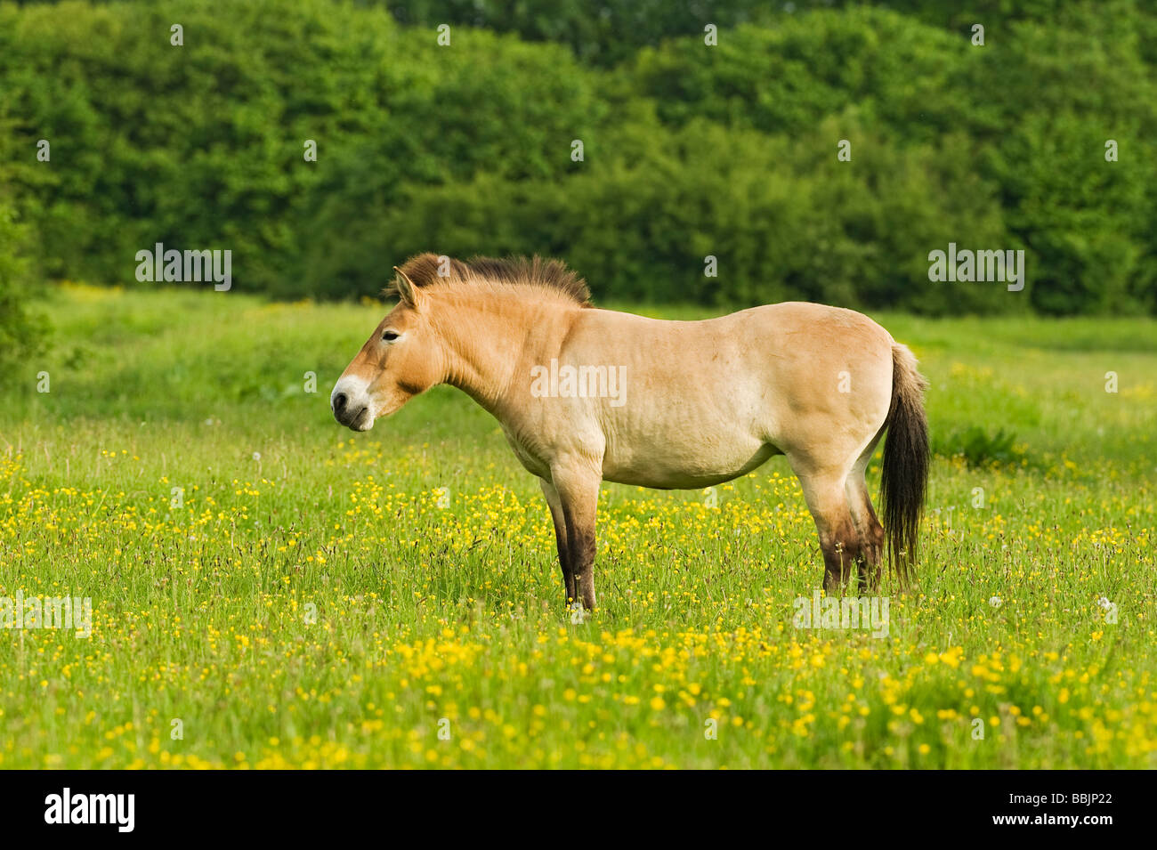 Przewalski Pferd (Equus Przewalskii) Stockfoto