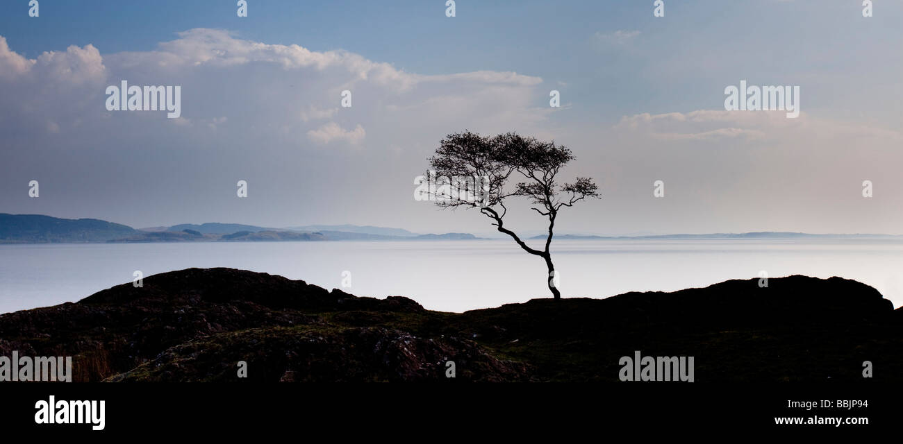 Einsamer Baum Kilmalieu Loch Linnhe Ardgour Highlands Schottland Stockfoto