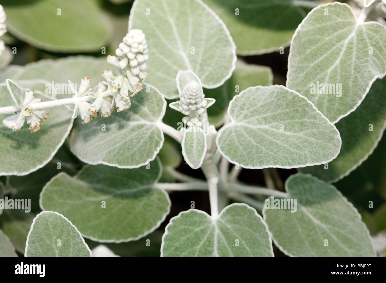 Teno falschen Salbei (Sideritis Cretica) Stockfoto