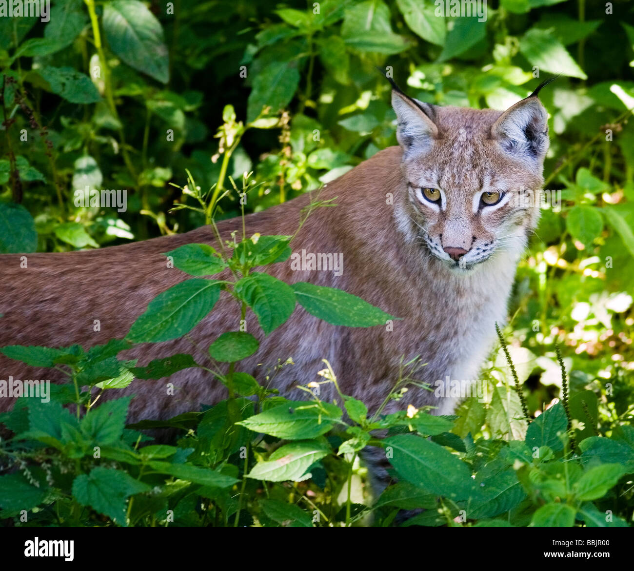 Eurasischen Luchs, Lodjur, lo (Lynx lynx) Stockfoto