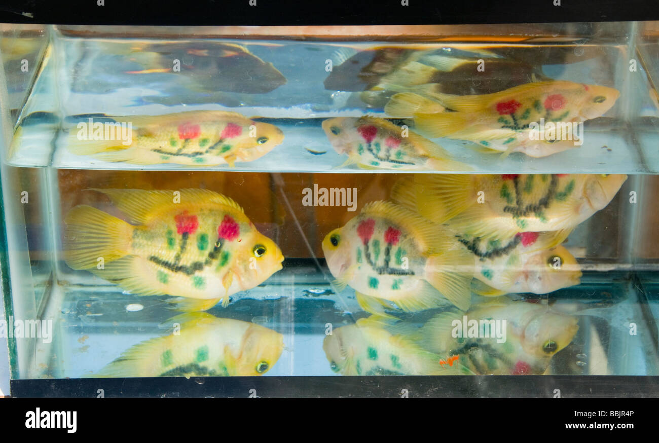 Fisch zum Verkauf in der Vogel- und Blumenmarkt in Kunming, China Stockfoto
