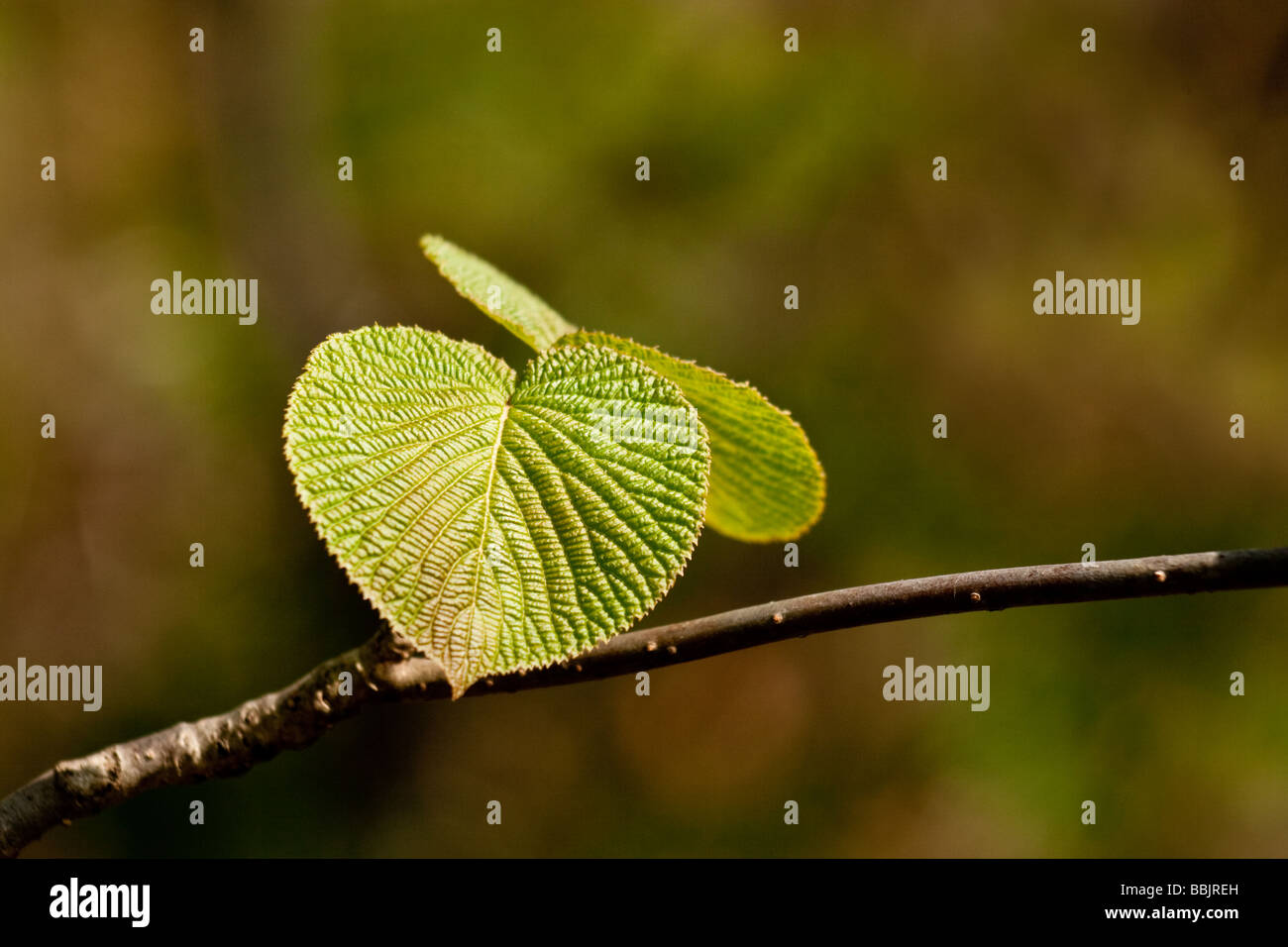 Viburnum Furcatum mit unberührter frische Frühlingsluft Blätter, Togakushi, Japan Stockfoto