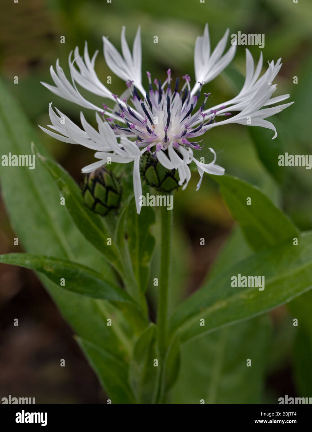 Centaurea Montana Alba (Berg-Flockenblume) Stockfoto