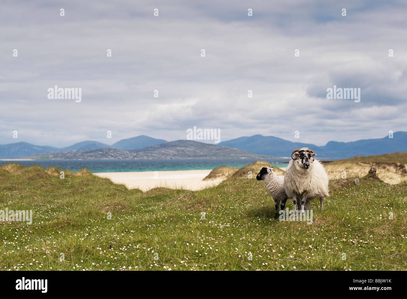 Schafe auf Machair, Traigh Scarista Strand, Isle of Harris, äußeren Hebriden, Schottland Stockfoto
