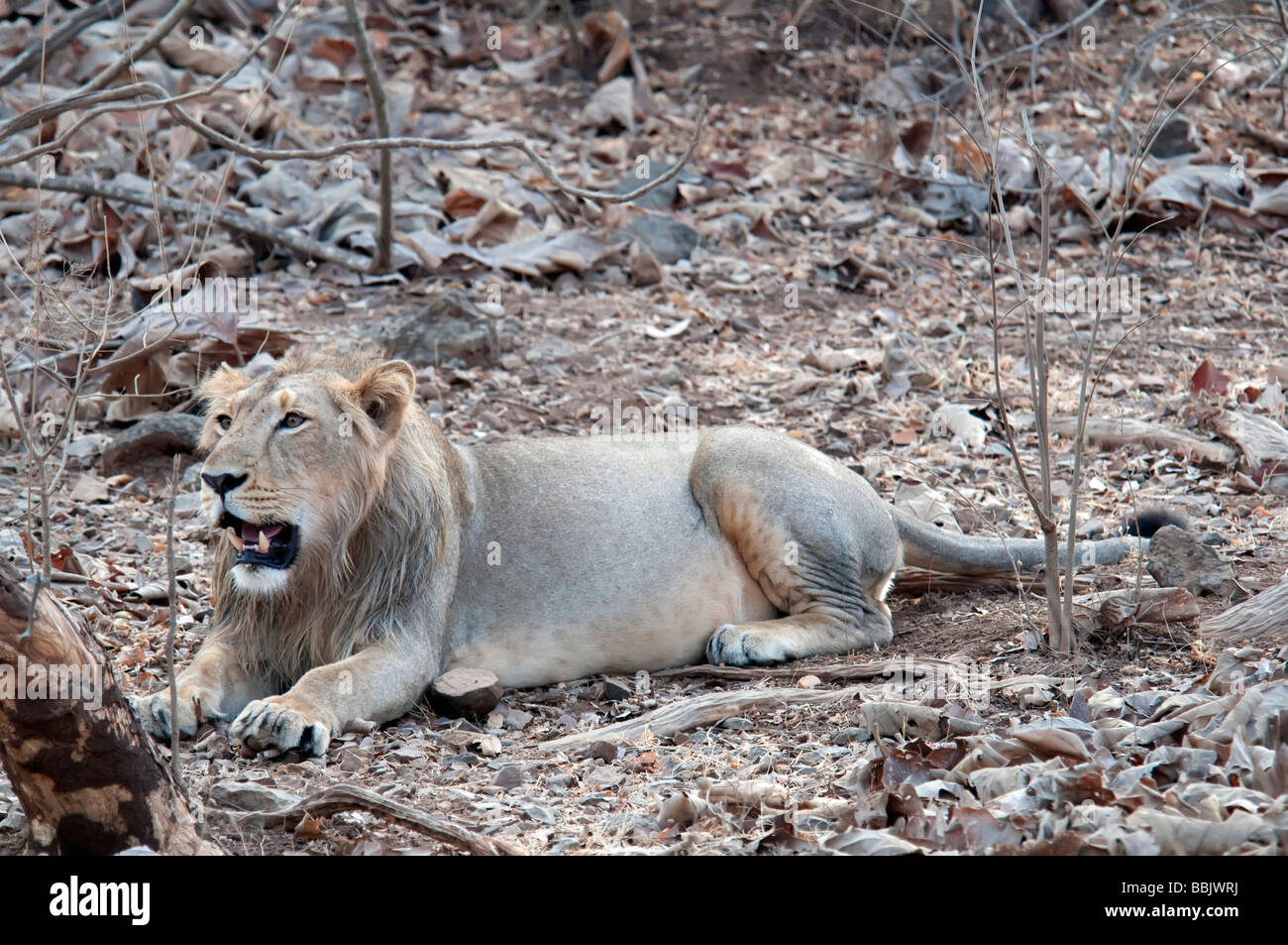 Männliche Löwen Sasan Gir Indien Stockfoto