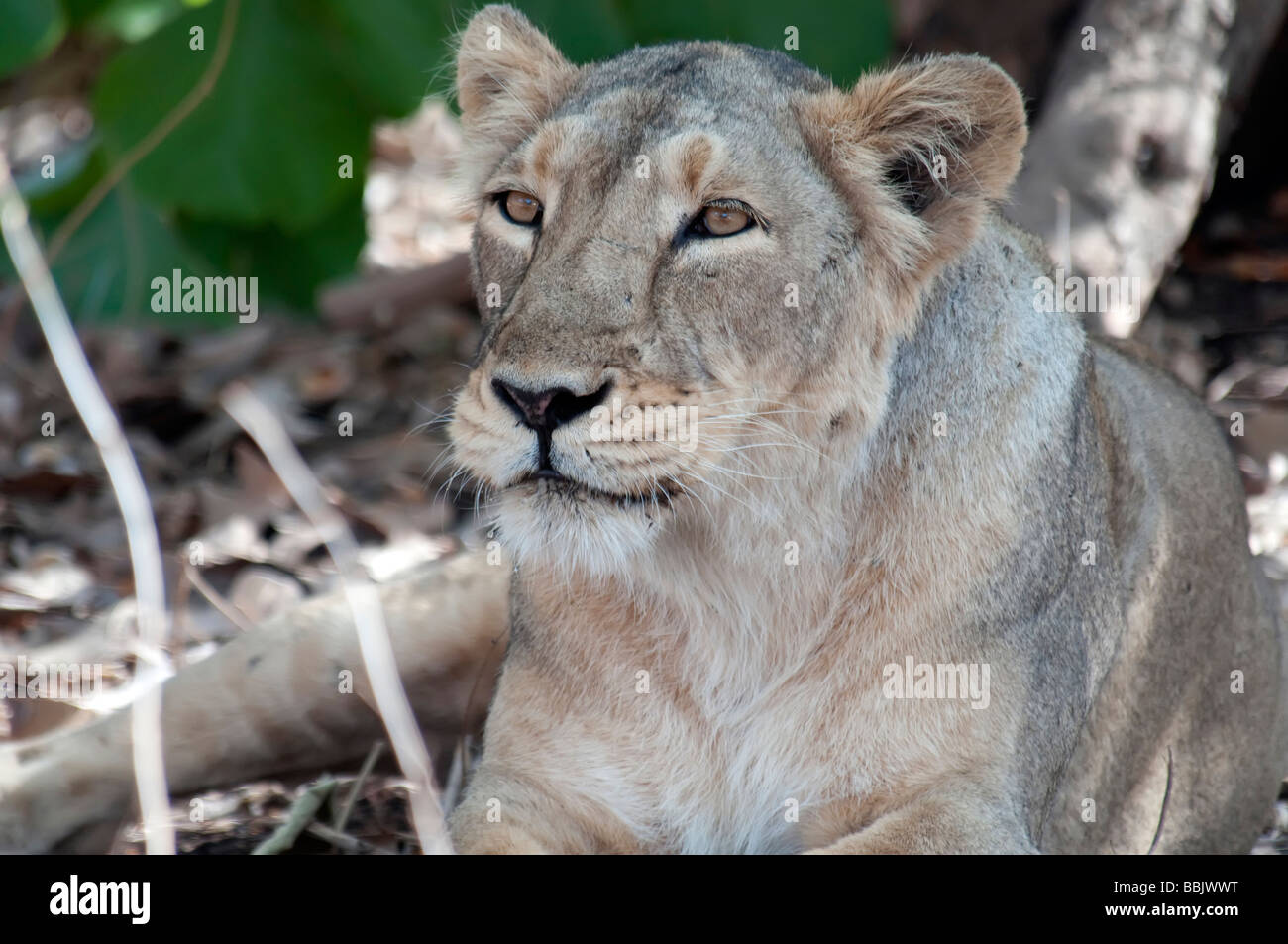 Löwin Sasan Gir Indien Stockfoto