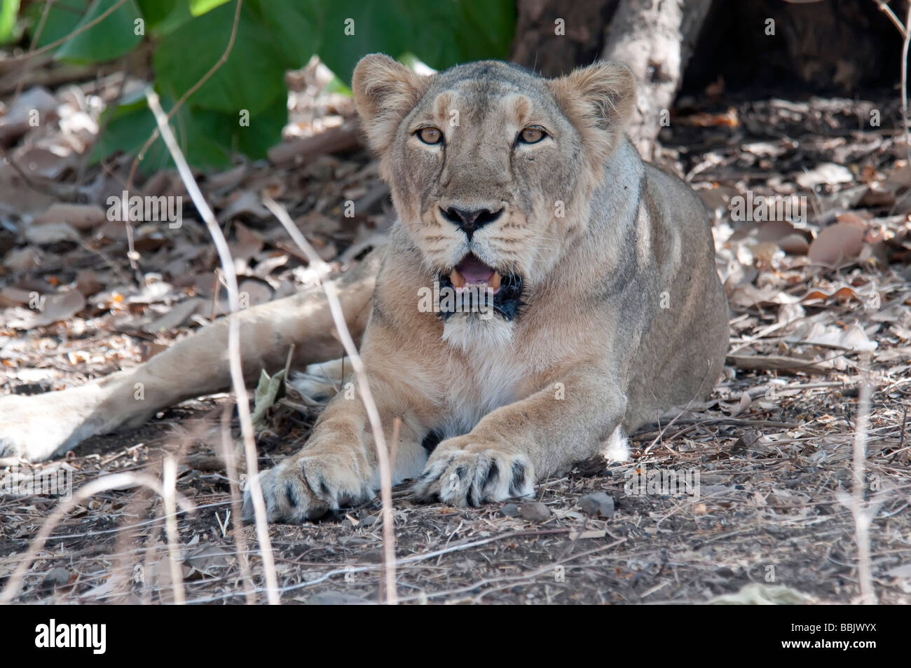 Löwin Sasan Gir Indien Stockfoto