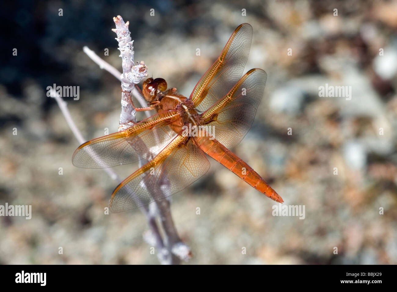 Flamme Abstreicheisen Libelle (Libellula Saturata) im Anza Borrego Desert State Park, Kalifornien. Stockfoto