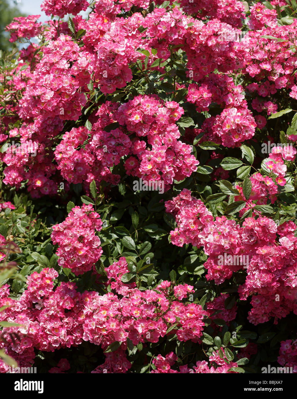 Rosa; Hybrid Musk Rose; " Robin Hood "; Büschel von Blumen; Stockfoto